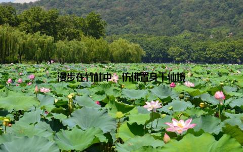 漫步在竹林中, 仿佛置身于仙境