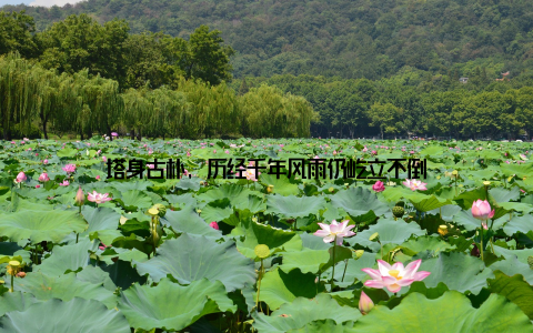 塔身古朴, 历经千年风雨仍屹立不倒